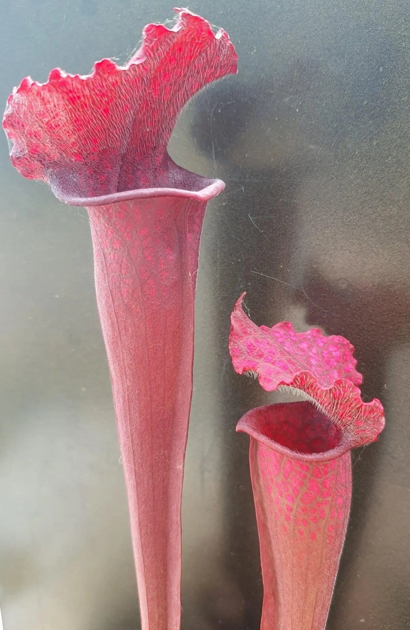Plante carnivore Sarracenia 'Juthatip Soper'