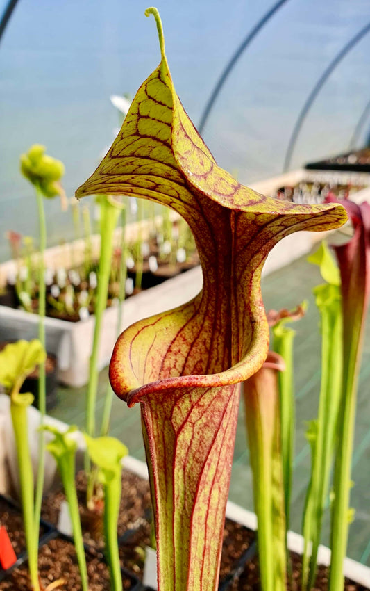 La culture facile du sarracenia