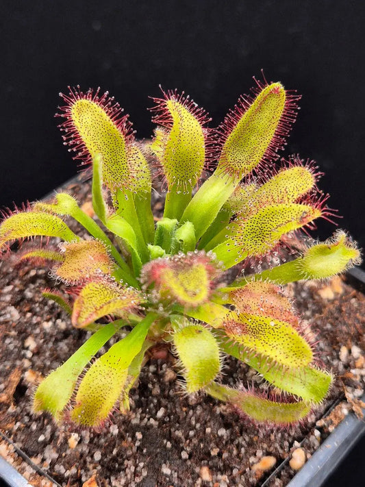 Drosera : Comment cultiver et entretenir cette plante carnivore ?