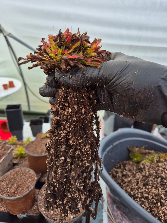 Comment rempoter une plante carnivore ?