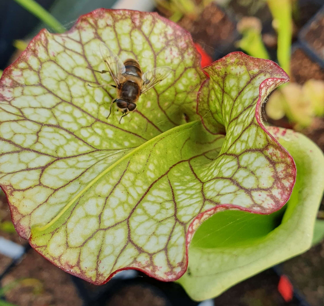 Les Plantes Carnivores et les Mouches