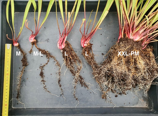 La taille des Sarracenia sur Carnivore de Sologne