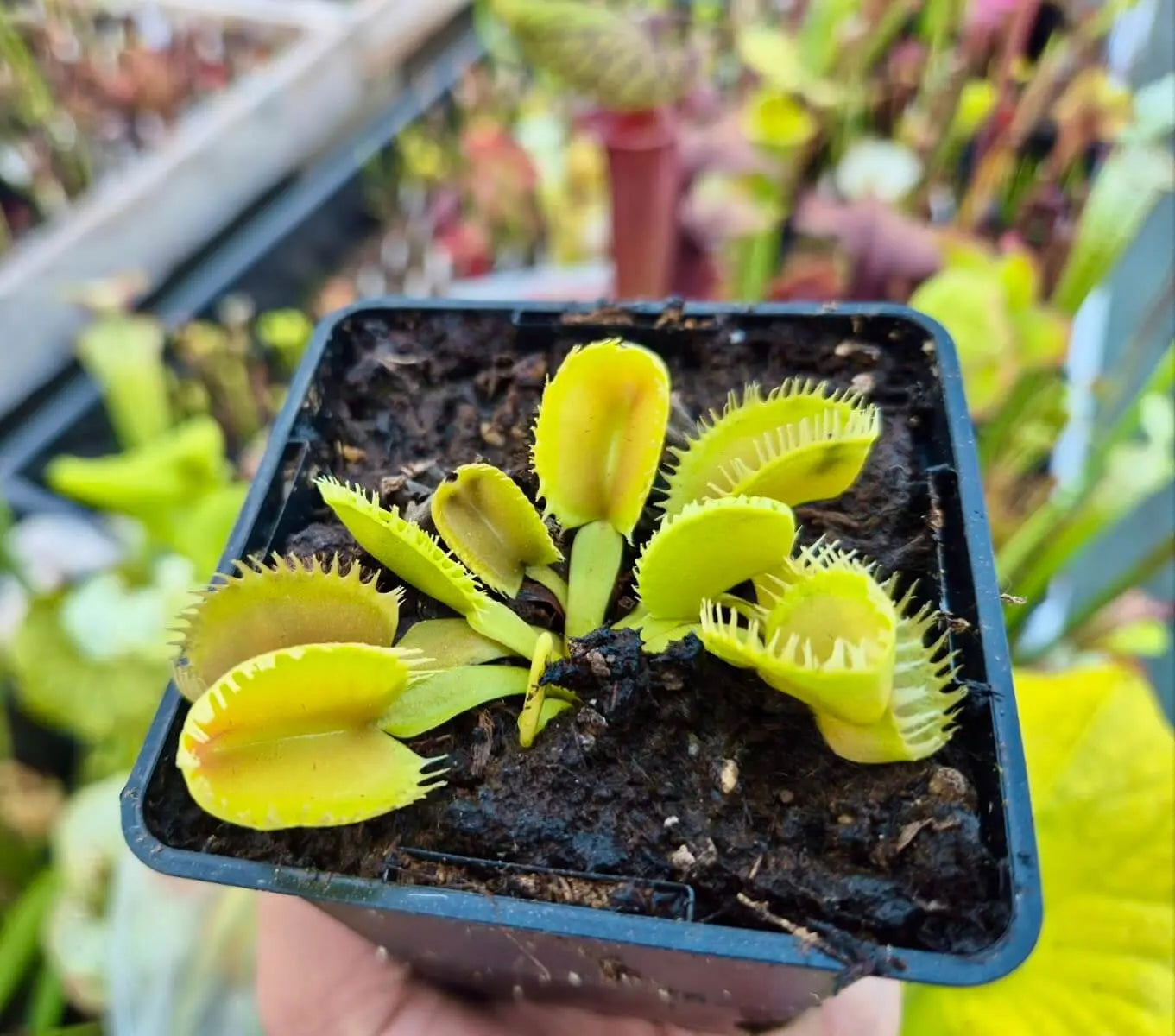 Plante carnivore Dionaea muscipula "Triton" pièges jaune verdâtre