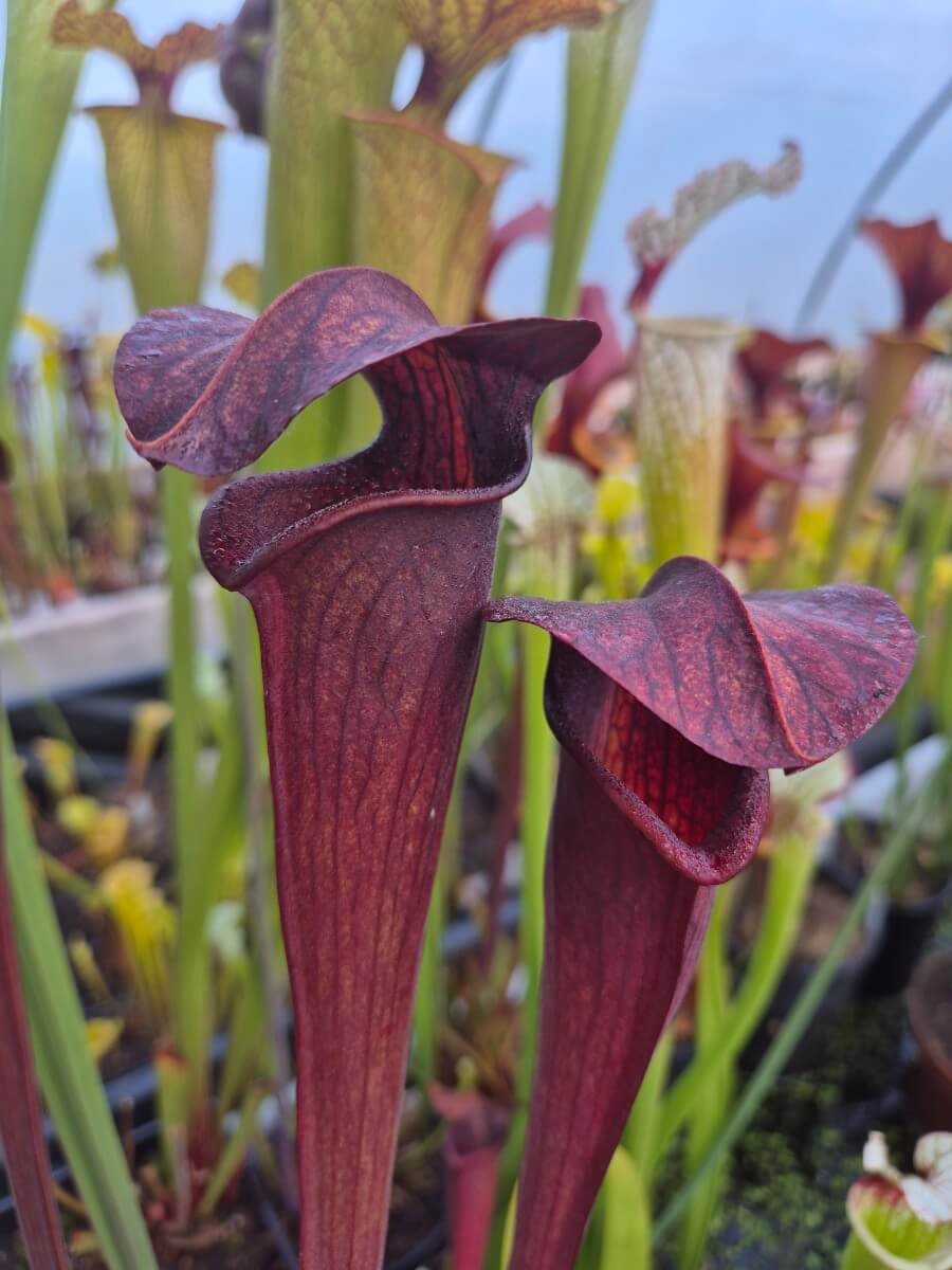 Sarracenia alata dark red tube, Desoto, West Louisiana