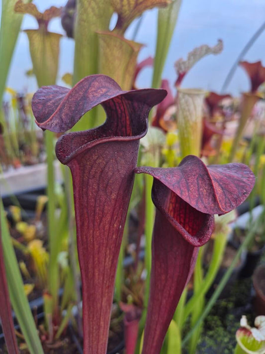 Sarracenia alata dark red tube, Desoto, West Louisiana