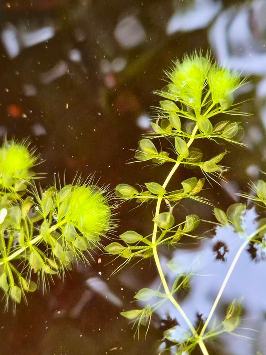 Aldrovanda vesiculosa