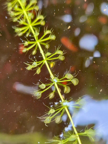 Aldrovanda vesiculosa