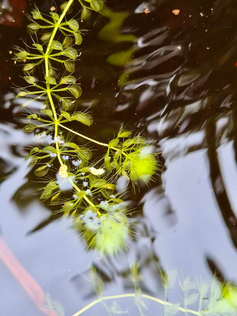 Aldrovanda vesiculosa