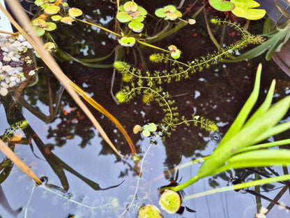 Aldrovanda vesiculosa
