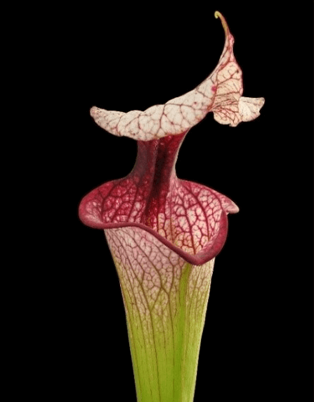 Sarracenia 'Atlas 5'
