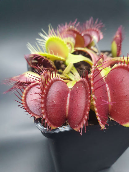 Dionaea muscipula 'B52'