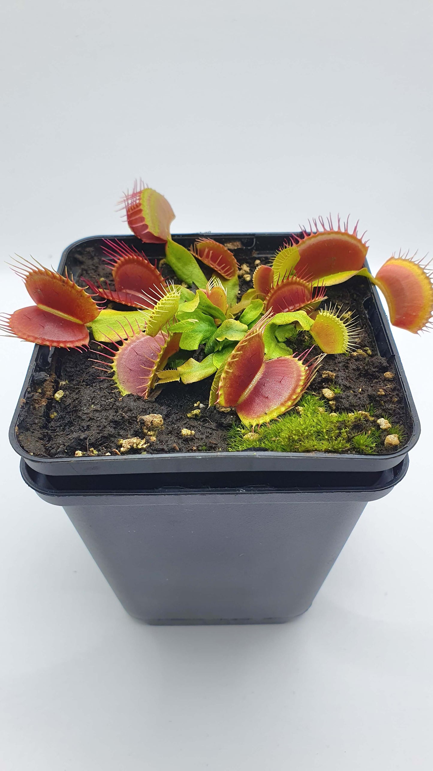 Dionaea muscipula '빔보'