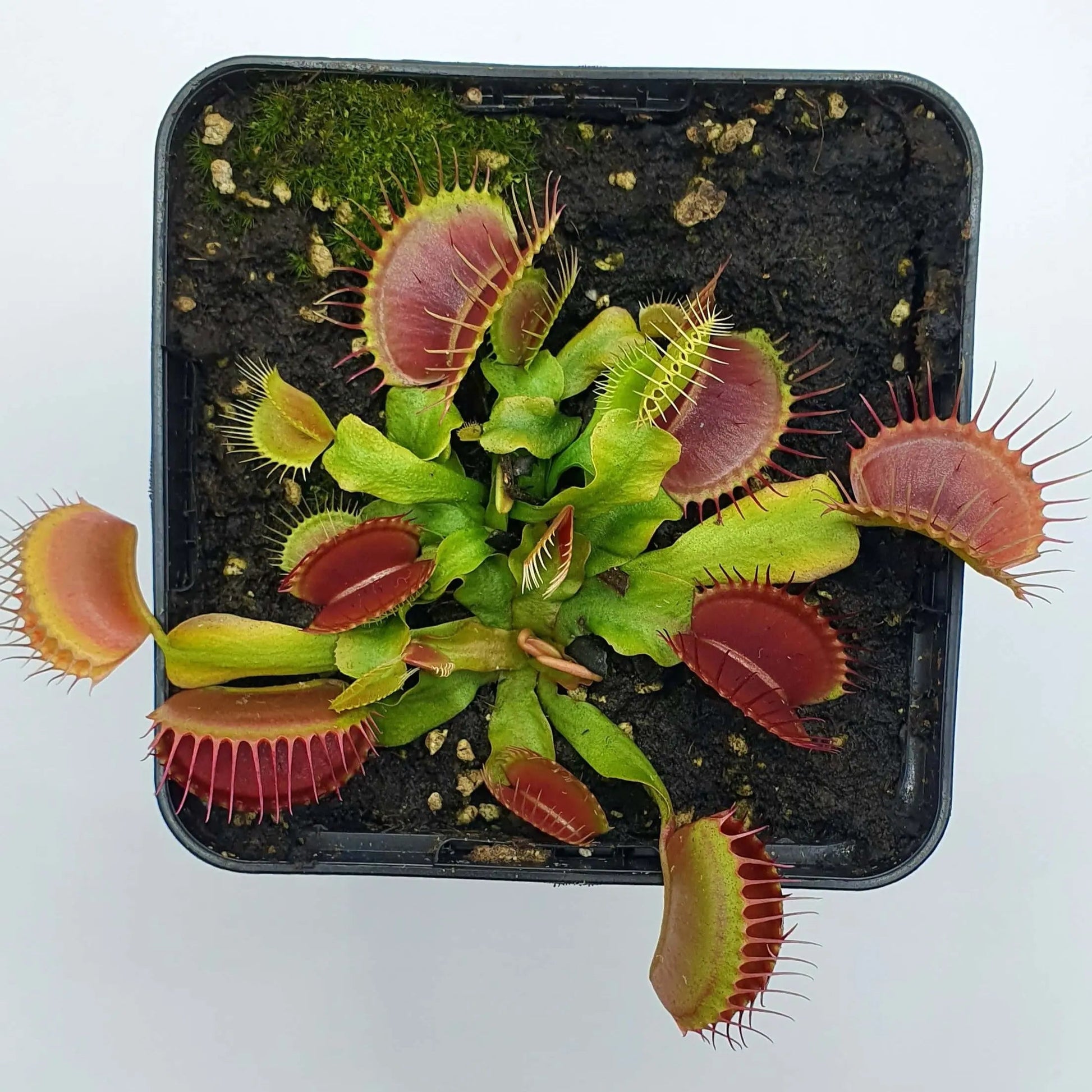 Plante carnivore Dionaea muscipula "Bimbo" à la pépinière Carnivore de Sologne