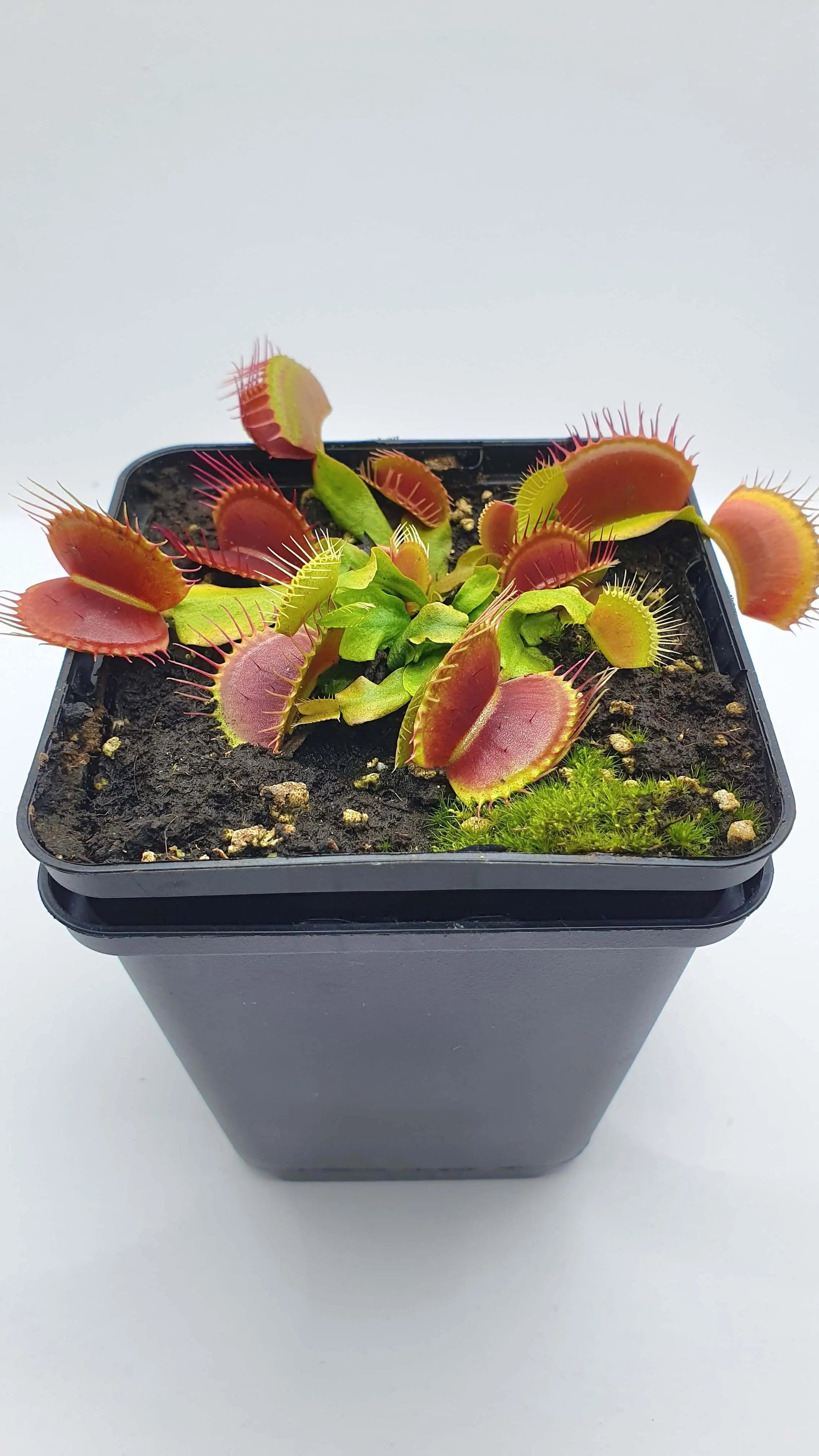 Plante carnivore Dionaea muscipula "Bimbo" dans son pot