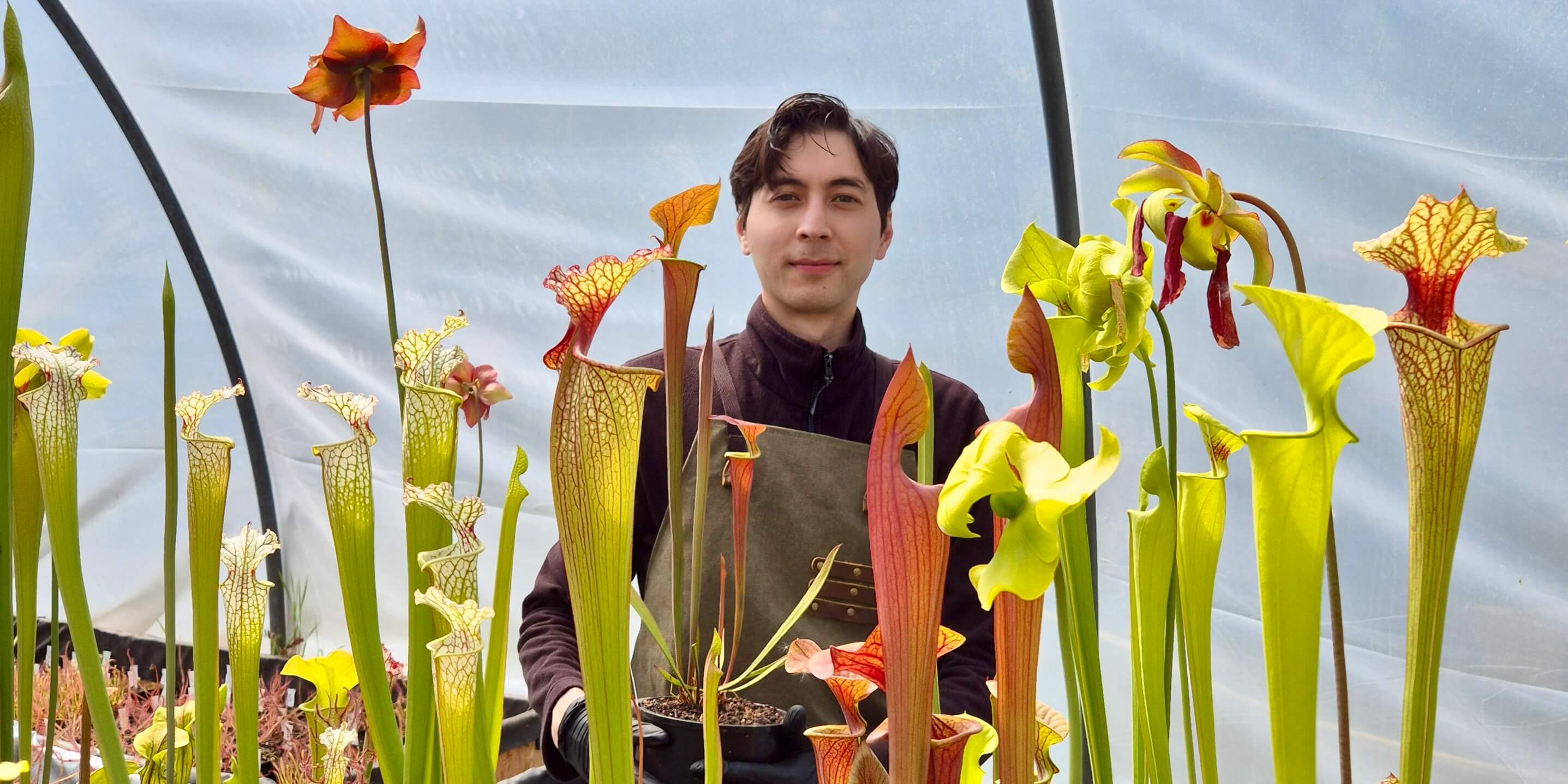 Sarracenia Carnivore de Sologne