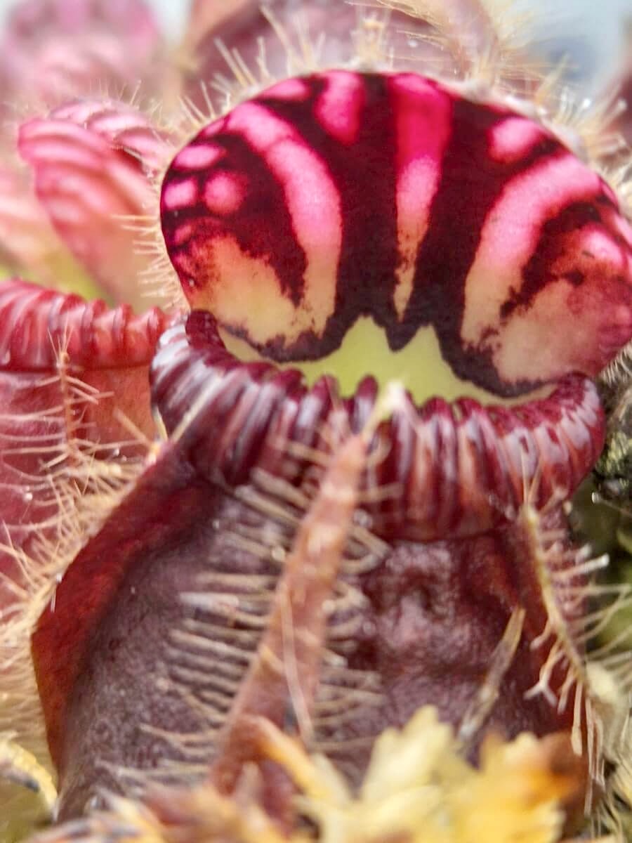 Cephalotus follicularis, urnes en forme de gourde, plante carnivore australienne