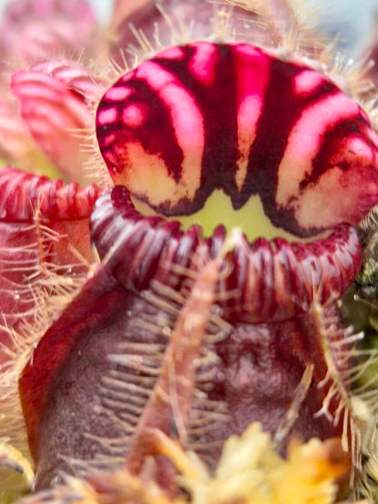 Cephalotus follicularis, urnes en forme de gourde, plante carnivore australienne