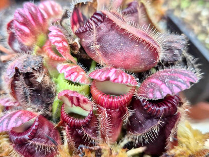 Cephalotus follicularis, vue d'ensemble des urnes
