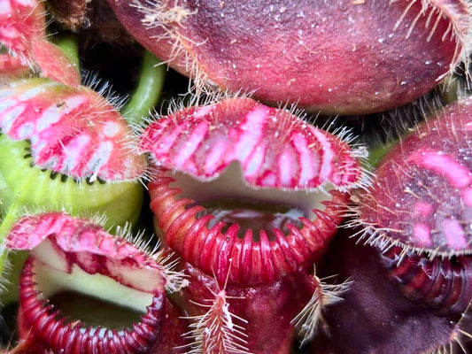Cephalotus follicularis, détail de l'urne et de son couvercle