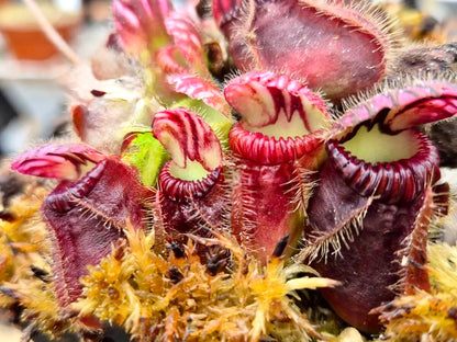Cephalotus follicularis cultivé en pot, plante carnivore, pépinière Carnivore de Sologne