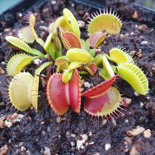 Plante carnivore Dionaea muscipula "Charly Mandon's Spotted" pièges avec taches rouges