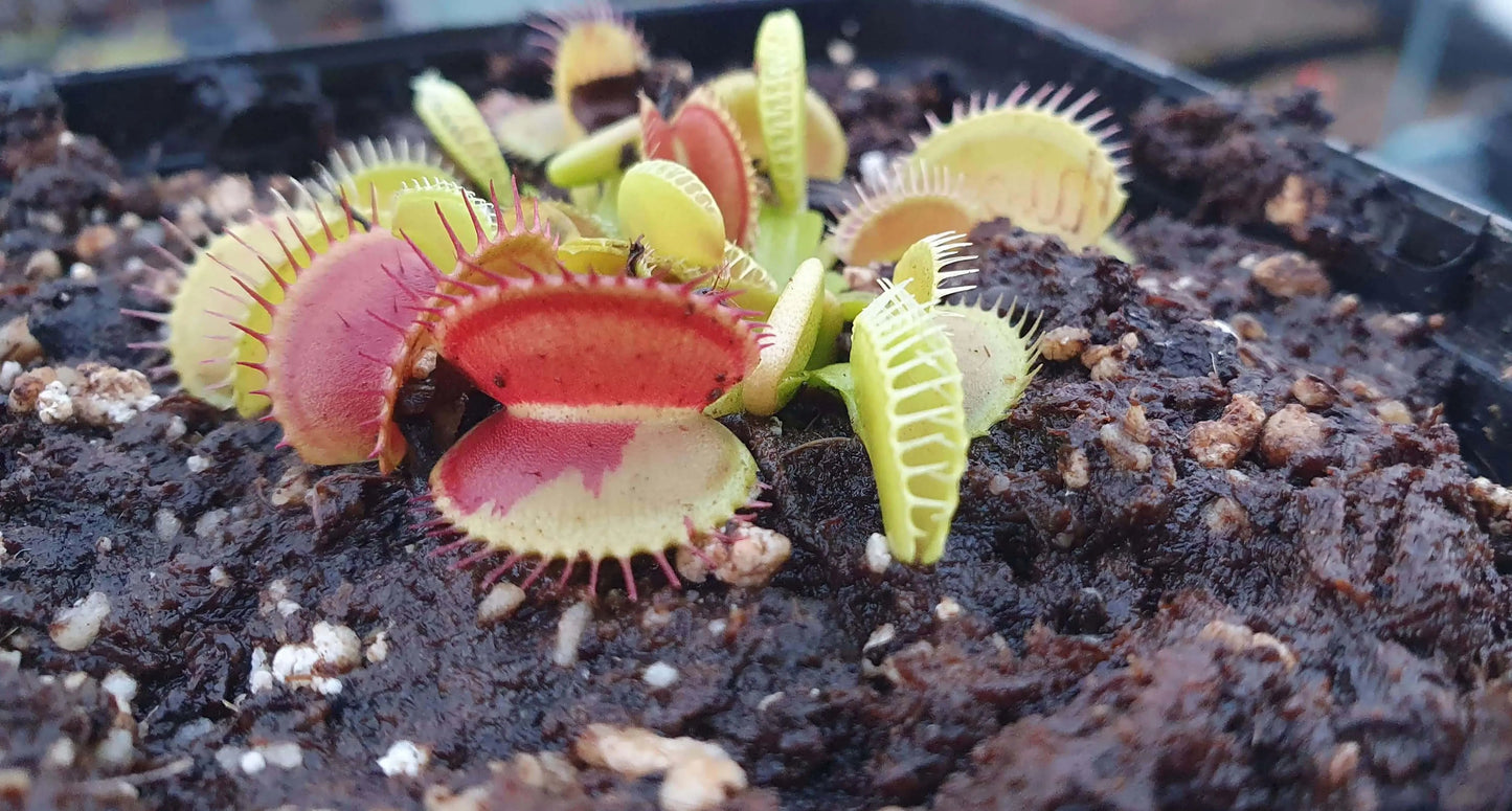 Plante carnivore Dionaea muscipula "Charly Mandon's Spotted" dans son pot