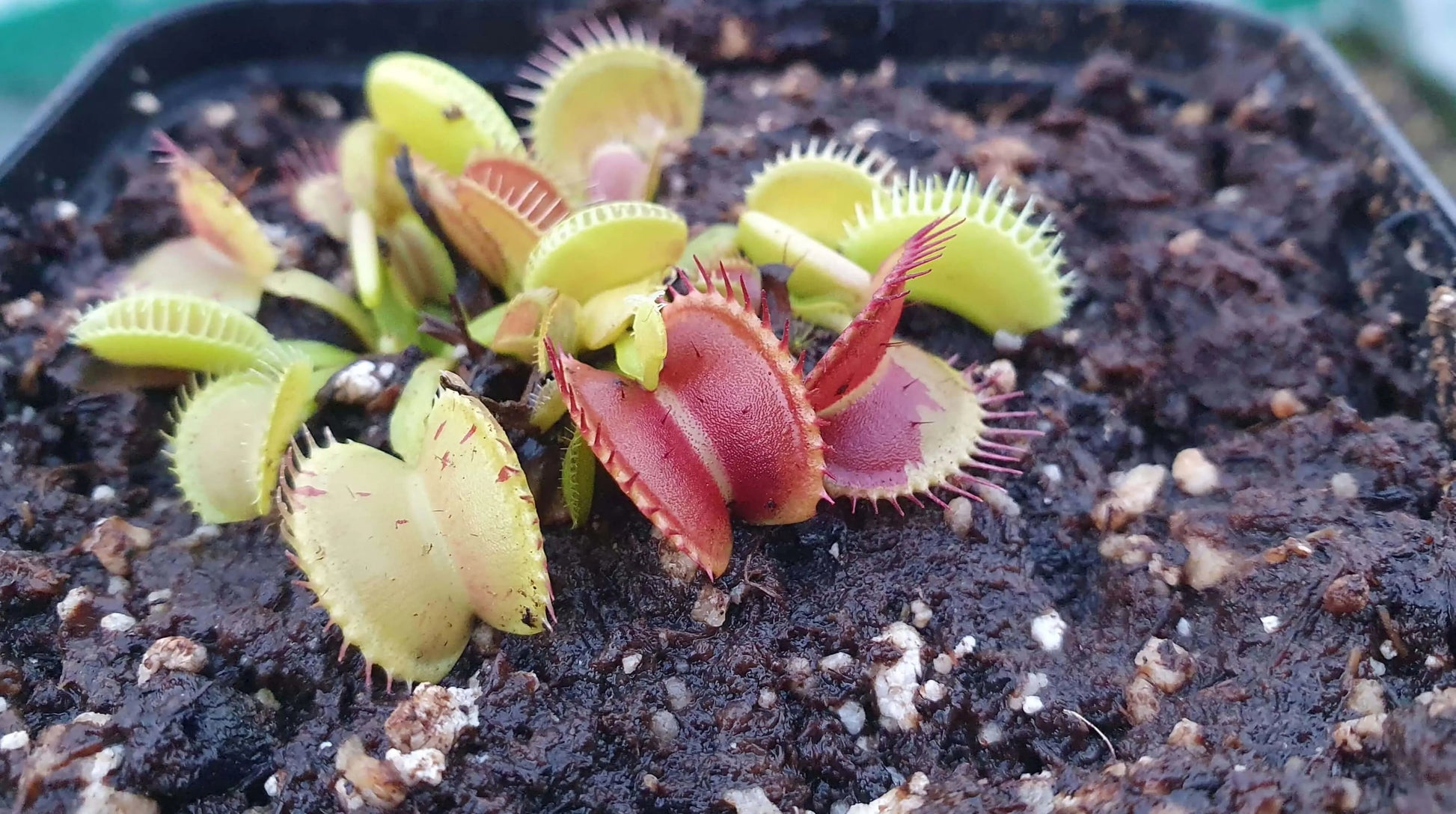 Plante carnivore Dionaea muscipula "Charly Mandon's Spotted" à la pépinière Carnivore de Sologne