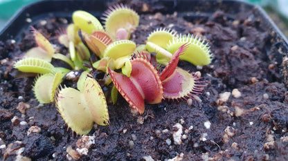 Plante carnivore Dionaea muscipula "Charly Mandon's Spotted" à la pépinière Carnivore de Sologne