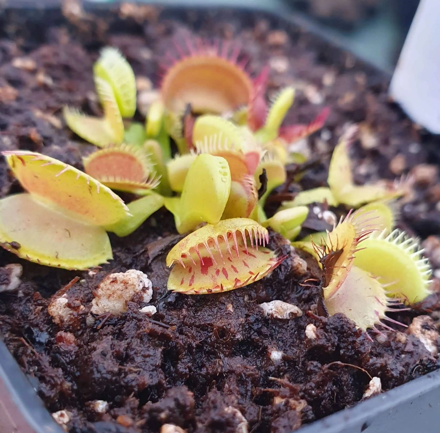Plante carnivore Dionaea muscipula "Charly Mandon's Spotted" gros plan sur les pièges tachetés