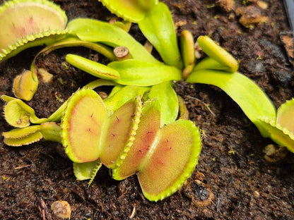 Dionaea muscipula Coquillage, piège en forme de coquillage, dionée attrape-mouche