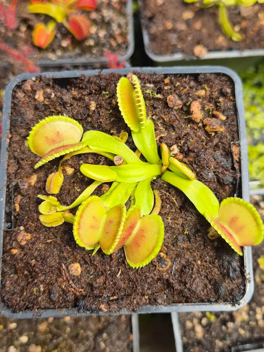 Dionaea muscipula Coquillage, détail de la forme du piège