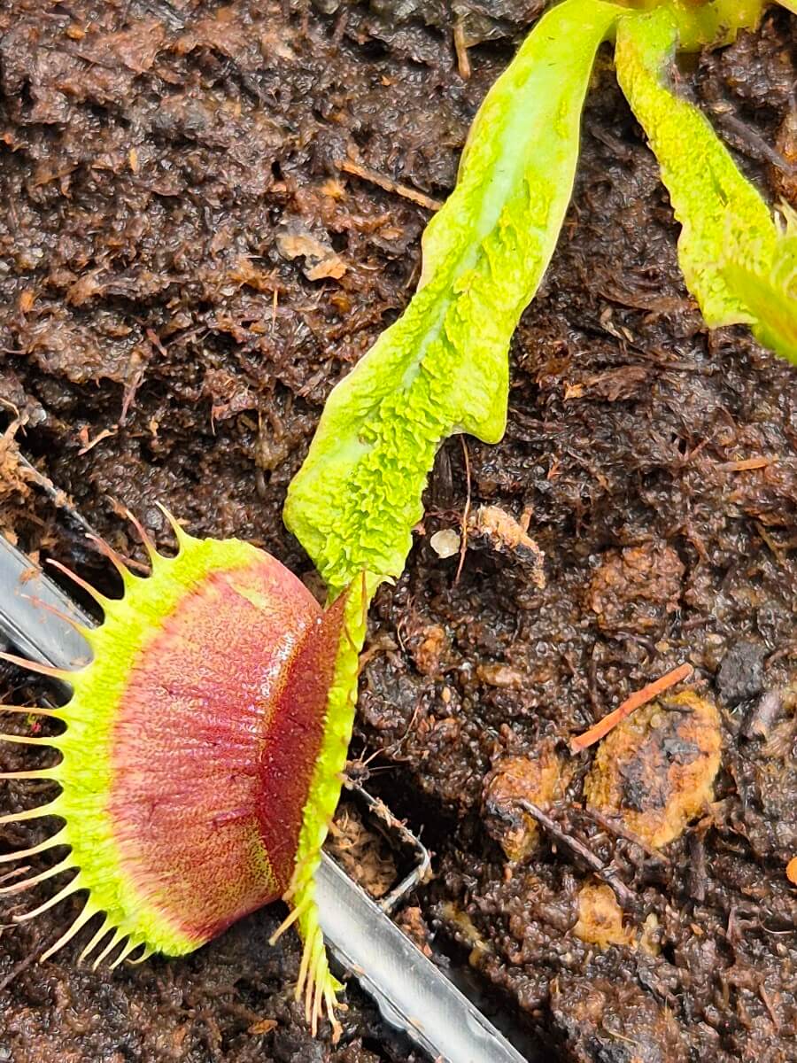 Dionaea muscipula Destruction, détail du piège rouge et des feuilles