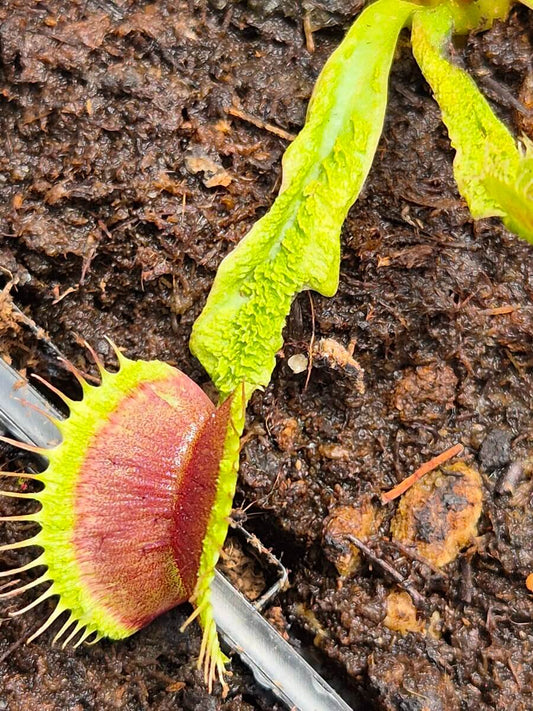 Dionaea muscipula Destruction, détail du piège rouge et des feuilles