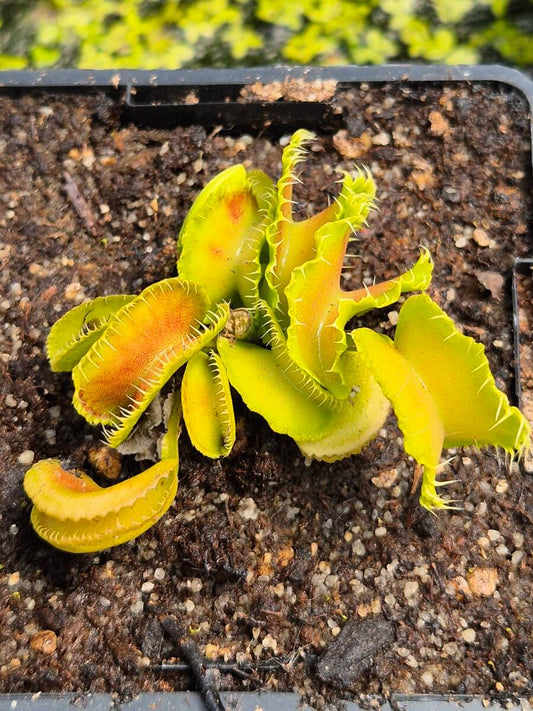 Dionaea muscipula Kim Jong Il, pièges déformés et atypiques, dionée attrape-mouche rare