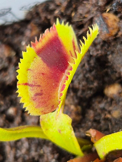 Dionaea muscipula Scarlatine, pièges tachetés à dents dentelées, dionée attrape-mouche