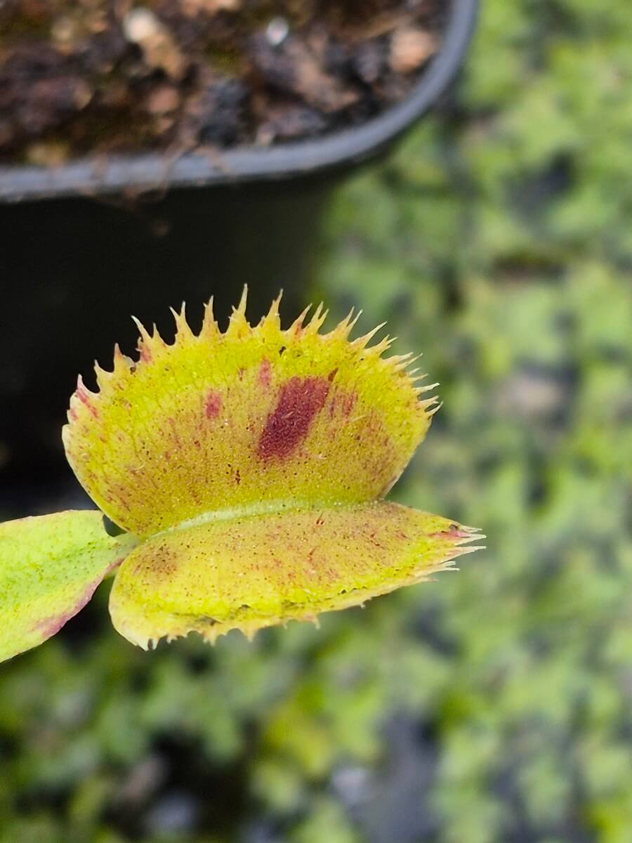 Dionaea muscipula Scarlatine, détail des taches internes et des dents dentelées