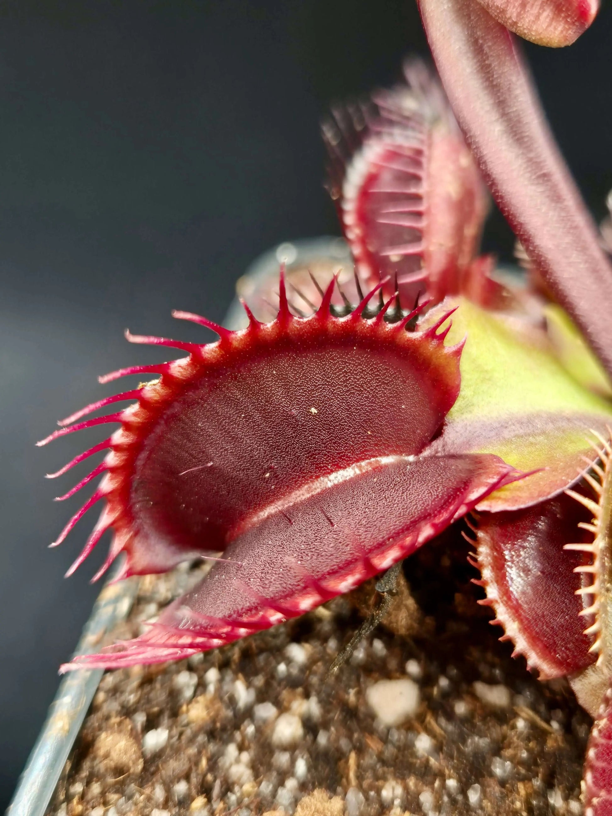 Plante carnivore Dionaea muscipula "Akay Ryu" et ses pièges