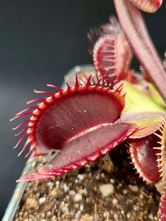 Plante carnivore Dionaea muscipula "Akay Ryu" et ses pièges