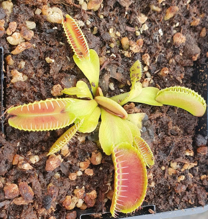 Plante carnivore Dionaea muscipula "Alien" pièges longs dents incurvées