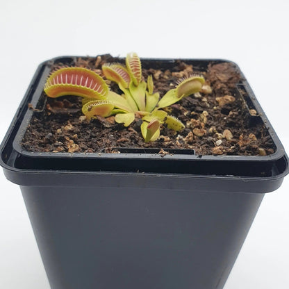 Plante carnivore Dionaea muscipula "Alien" dans son pot
