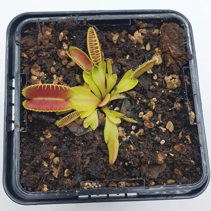 Plante carnivore Dionaea muscipula "Alien" à la pépinière Carnivore de Sologne