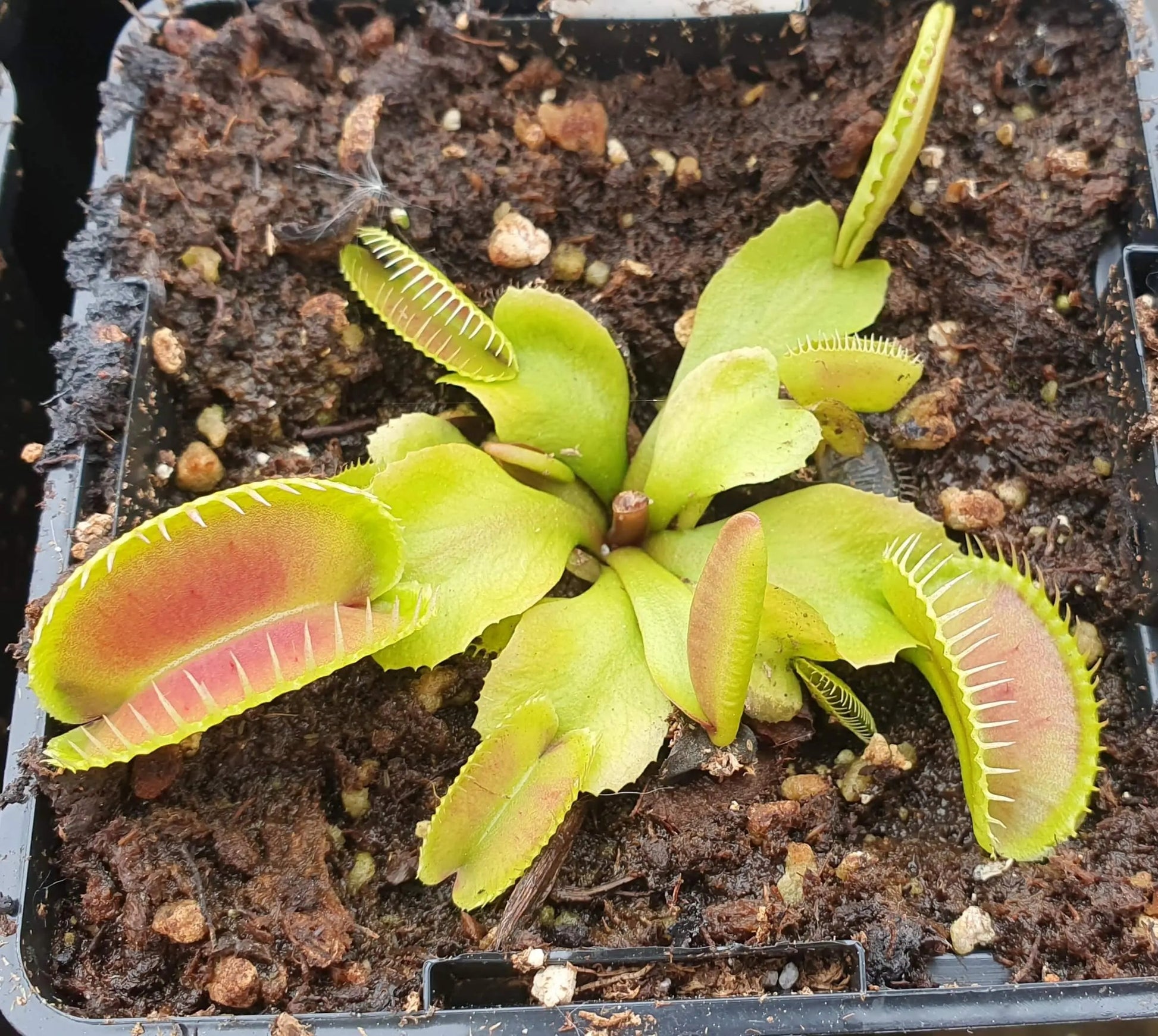 Plante carnivore Dionaea muscipula "Alien" gros plan sur les pièges