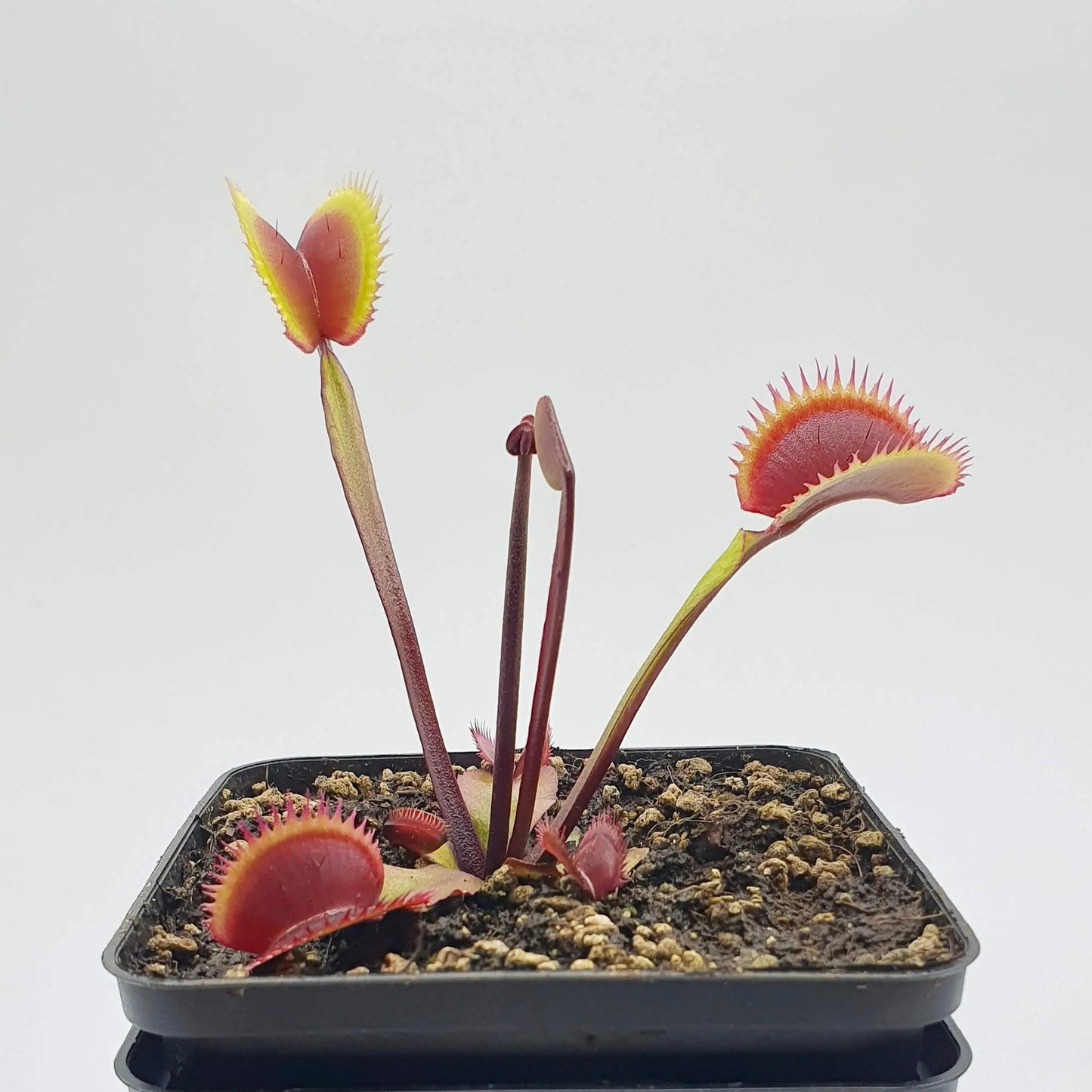 Plante carnivore Dionaea muscipula "Amteborus" et ses pièges à mâchoire