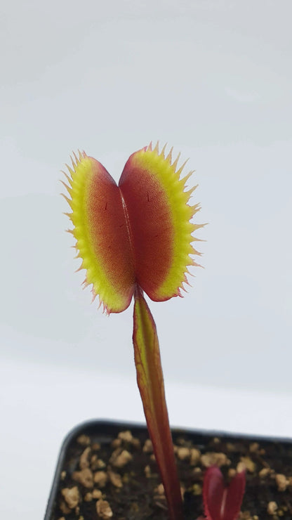 Plante carnivore Dionaea muscipula "Amteborus" dans son pot