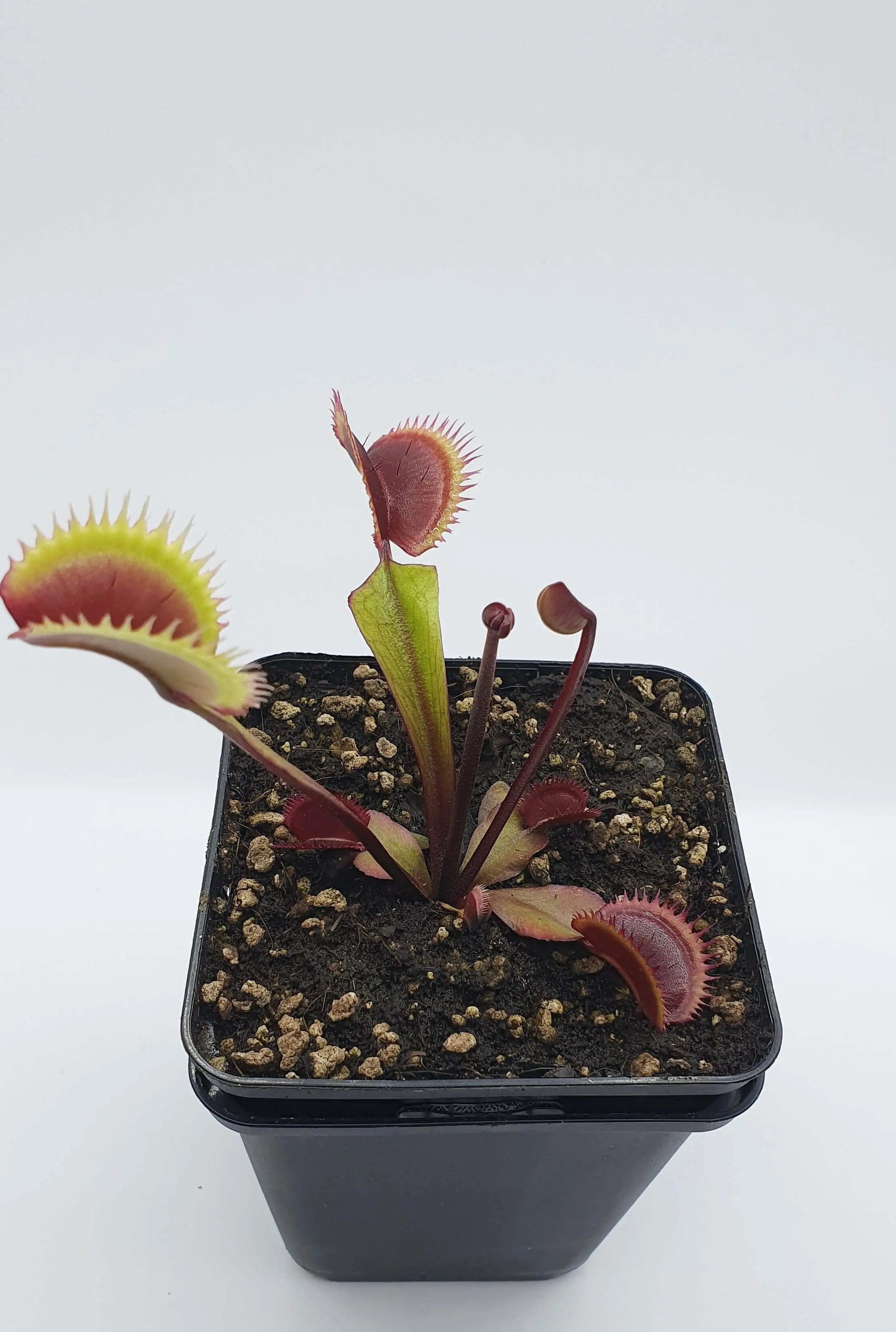 Plante carnivore Dionaea muscipula "Amteborus" à la pépinière Carnivore de Sologne