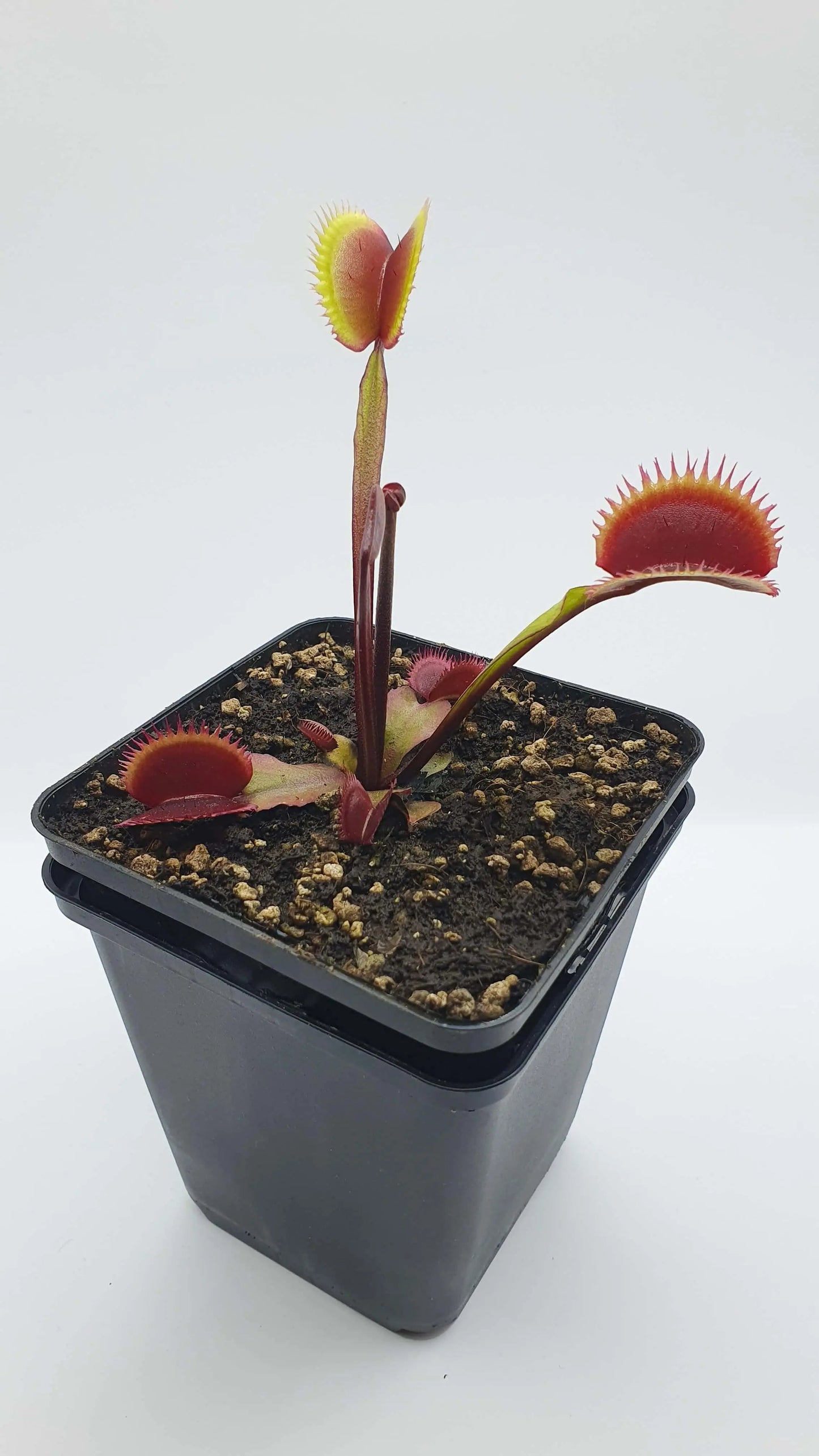 Plante carnivore Dionaea muscipula "Amteborus" avec ses belles couleurs à la serre