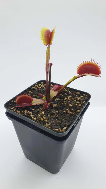 Plante carnivore Dionaea muscipula "Amteborus" avec ses belles couleurs à la serre