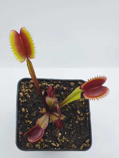 Plante carnivore Dionaea muscipula "Amteborus", gros plan sur les pièges