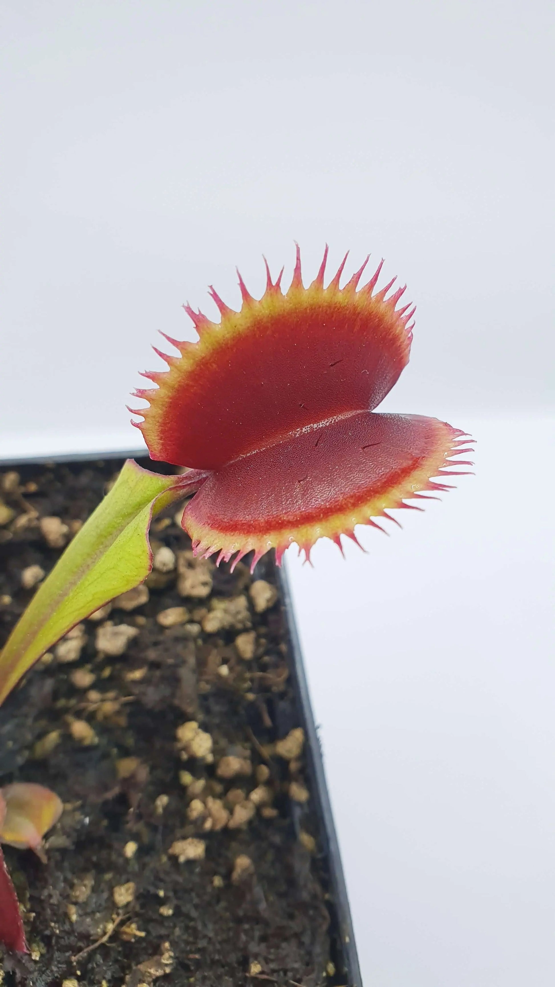 Plante carnivore Dionaea muscipula "Amteborus" en culture à la pépinière
