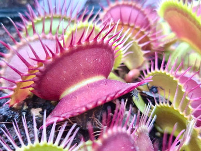 Plante carnivore Dionaea muscipula "Antonov 225" et ses pièges à mâchoire